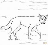 Dingo Coloring Pages Australian Drawing Dogs Printable Wild Color Getdrawings Drawings Online Supercoloring Categories sketch template