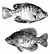 Crappie Fish Coloring Clip Pages Clipart Template Cliparts Sketch Library sketch template