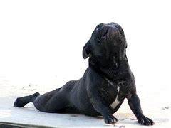 french bulldog  yoga pose ezboy   big stretch  flickr