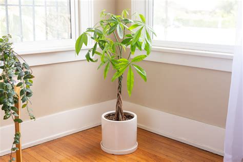 indoor trees  grow   home trendradars