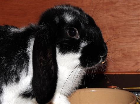 black and white french lop bunny darranl flickr