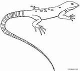 Gecko Lizard Ausmalbilder Mewarnai Eidechse Whiptail Cicak Eidechsen Cool2bkids sketch template