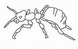 Fourmi Insecte Dessiner sketch template
