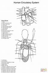 Circulatory Cardiovascular Circulatorio Answers Humano Anatomie Ejercicio Arbeitsblatt Kreislauf Ausmalbild Menschliche sketch template