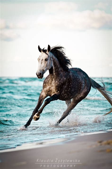 horse  photo  gorgeous stunning colours horses pretty horses horse life