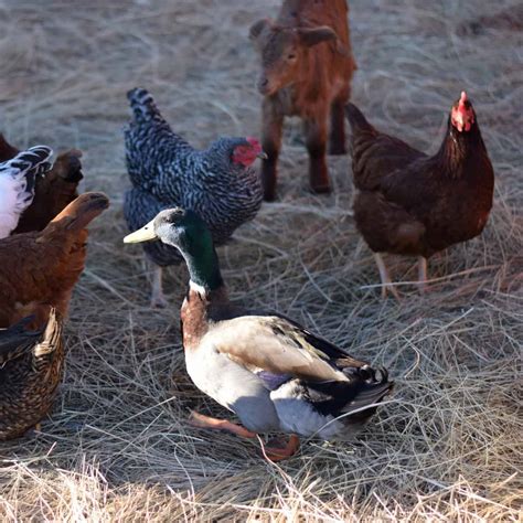 ducks  chickens    differences boots hooves homestead