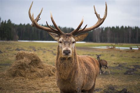 valuable red stag shot dead   enclosure otago daily times