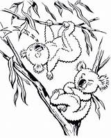 Koala Drzewie Misie Kolorowanka Druku Getdrawings Jeden Tych Też Góry Australii żyją Nawet Misiów Nogami śpi Dalekiej Dlatego sketch template