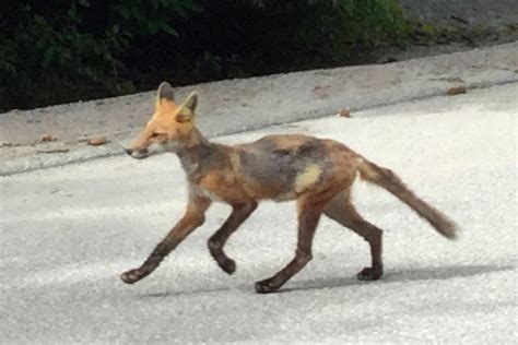 Appearance Of This Sickly Fox Alarmed Orillia Residents In North Ward