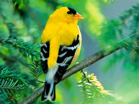 american goldfinch hd images