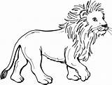 Lion Coloring Pages Lions sketch template