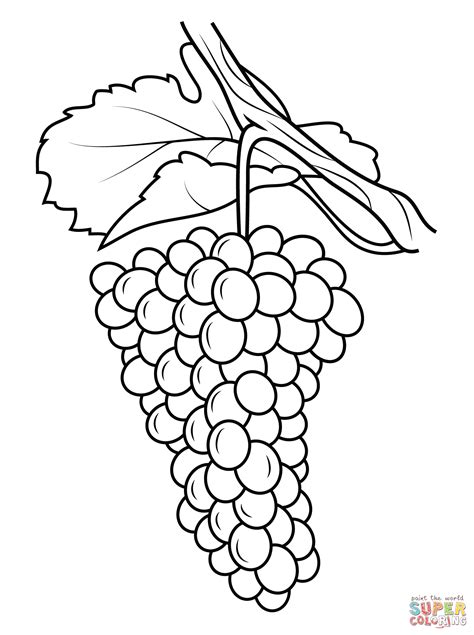 grape vine coloring page  getcoloringscom  printable colorings