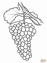 Grapes Coloring Colouring Pages Library Clipart Raisins sketch template