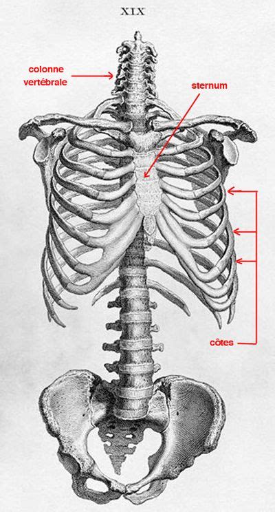 cote anatomie vikidia lencyclopedie des   ans
