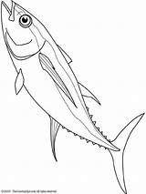 Tuna Drawing Coloring Fish Mahi Line Pages Google Drawings Outline Draw Yellowfin Getdrawings Kids Search Template Colouring Choose Board Nz sketch template