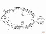 Flounder Coloring Eye Three Pages Fish Printable Categories Supercoloring sketch template