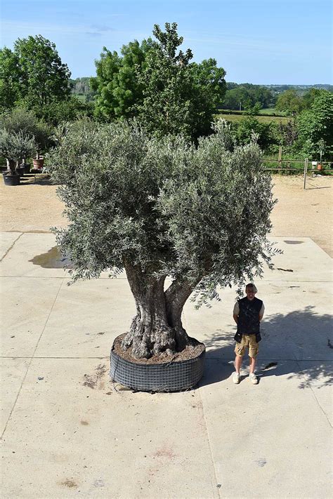 ancient olive tree   sold olive grove oundle
