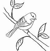 Chickadee Coloring Line Drawing Clipartmag sketch template