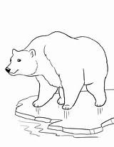 Coloring Polar Bear Christmas Pages Getcolorings sketch template