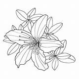 Rhododendron Leaves Decorative Alpenrose Gezeichnet Monochrome Grafiken Dekorative Färbung Botanische Kontur Umriss Blätter Blume Malbuch Contour sketch template