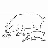 Schwein Ausmalbilder Bauernhof Schweine Ausmalbild Malvorlage Tiere Malen Kinderbilder Datenschutz Bildnachweise Impressum sketch template