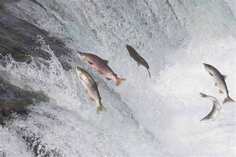 mengenal ikan salmon  menakjubkan agrozine