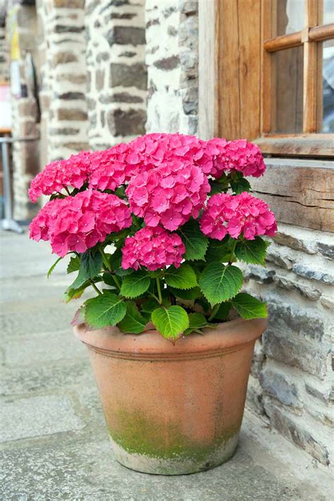 How To Grow Hydrangeas In Containers Gardener’s Path