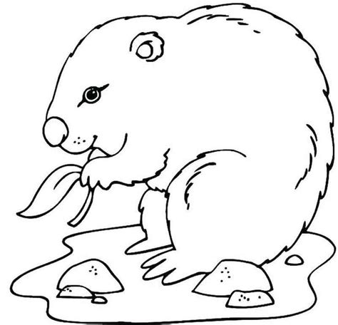 groundhog day coloring sheet coloring pages coloring pages  kids