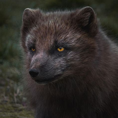 Arctic Fox Taken By Dean Heliotis [1080x1080] Foxes Arctic Fox