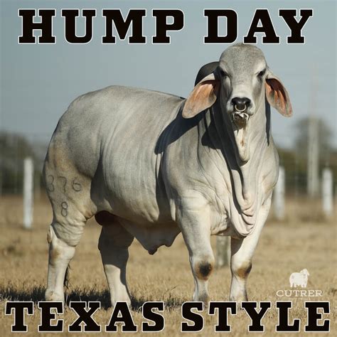 Hump Day Graphics And Memes B R Cutrer Inc