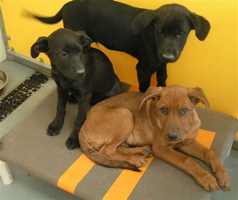 animal shelter ideas diy images  pinterest pets doggies