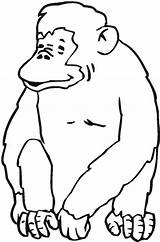 Chimpanzee Coloringsun sketch template