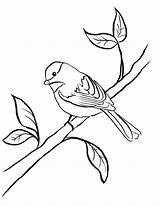 Chickadee Coloring Getcolorings Pages Capped sketch template