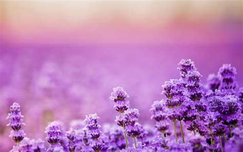 beautiful lavender landscape