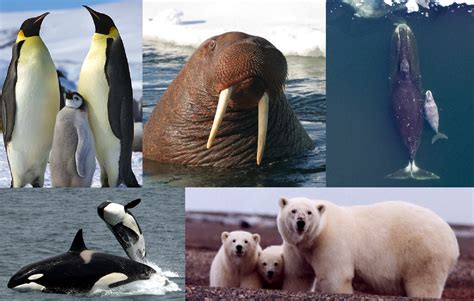 polar wildlife report reveals arctic  antarctic animals