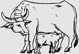 Carabao Drawing Calf Cow Sketch Deworming Paintingvalley Getdrawings Outline sketch template