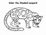 Leopard Coloring Clouded Pages Baby Getcolorings 464px 68kb Getdrawings Printable sketch template