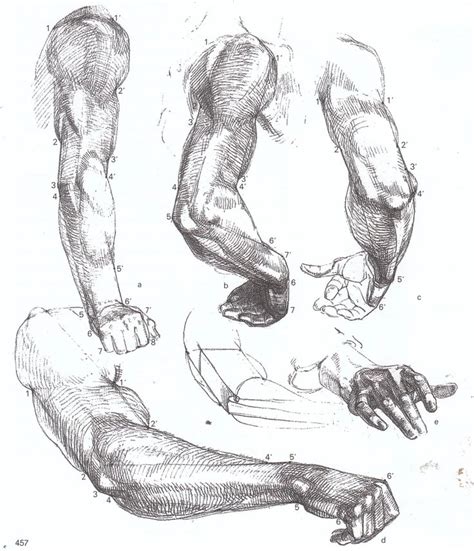 album google anatomy sketches human anatomy drawing anatomy art