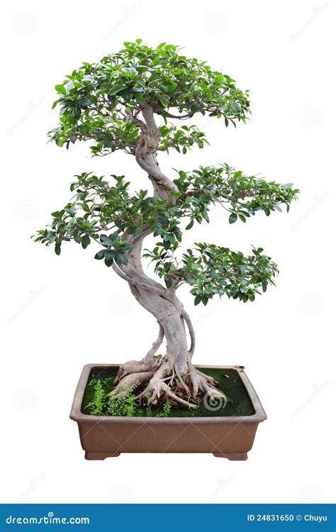 bonsai banyan tree stock photo image  foliage branch