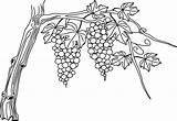 Grape Drawing Vine Drawings Getdrawings Paintingvalley sketch template