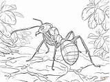 Ant Ants Formica Ameisen Malvorlagen Formiche Insekten Formicaio Rote Waldameise Stampare Kleurplaten Cicala Ispirazione Hormiga Madera Tropische Stampabili Ius Pockemon sketch template