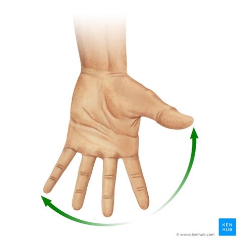 dorsal interossei  hand anatomy  function kenhub