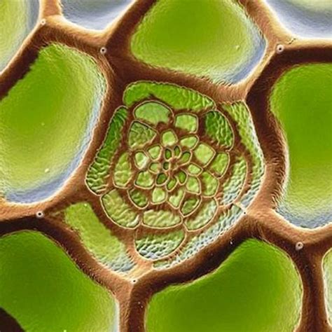 Red Lacewing Butterfly S Egg Under The Microscope Via Working With