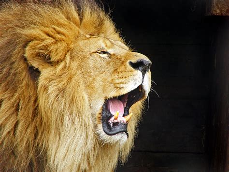 fileroaring lion travis jerveyjpg wikimedia commons