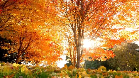 autumn leaves mystery wallpaper