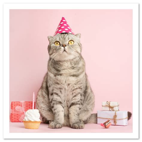 printable cat birthday cards printable world holiday