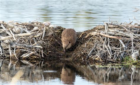 beaver dam control mother earth news