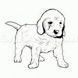 Golden Retriever Coloring Pages Puppy Drawing Goldendoodle Dog Puppies Drawings Line Labrador Lab Cute Color Easy Draw Printable Pitbull Doodle sketch template