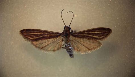 seven of the world s weirdest moths natural history museum
