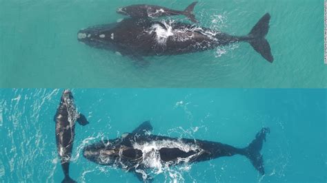 researchers  australia  drones  monitor southern  whales cnn